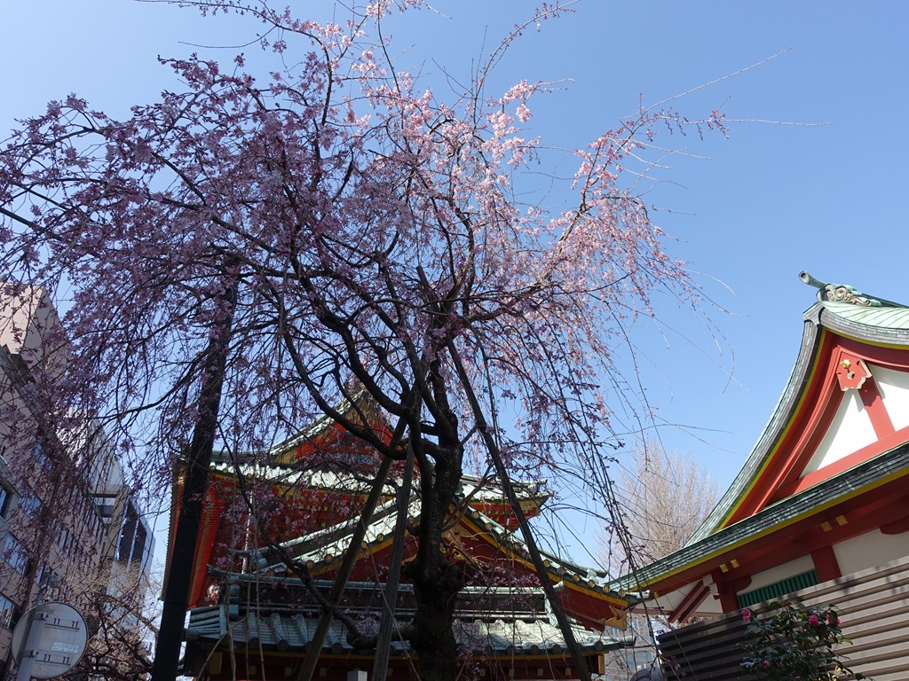 sakura2023_03