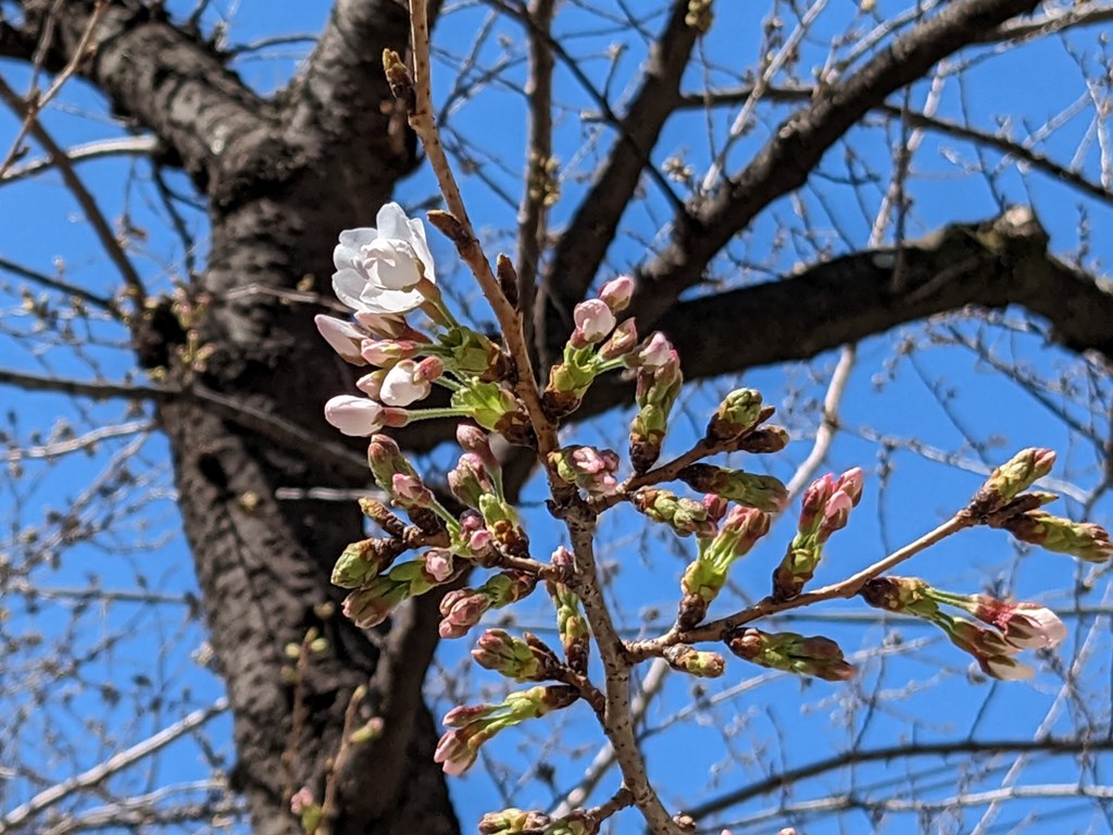 sakura2023_05