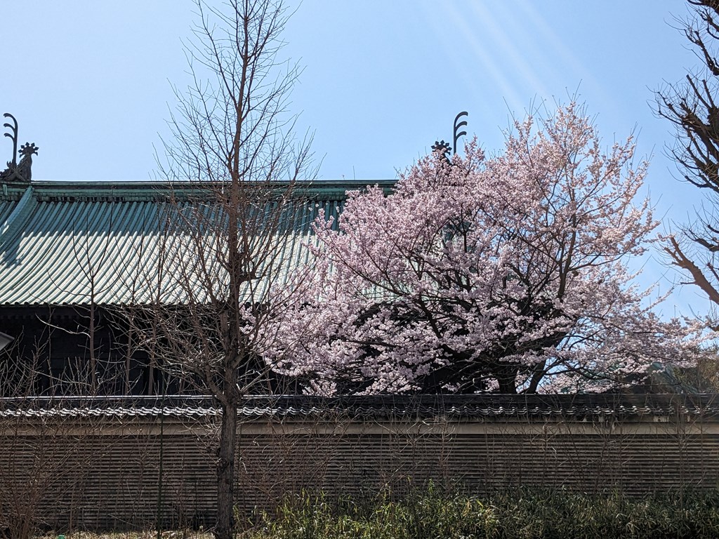 sakura2023_07
