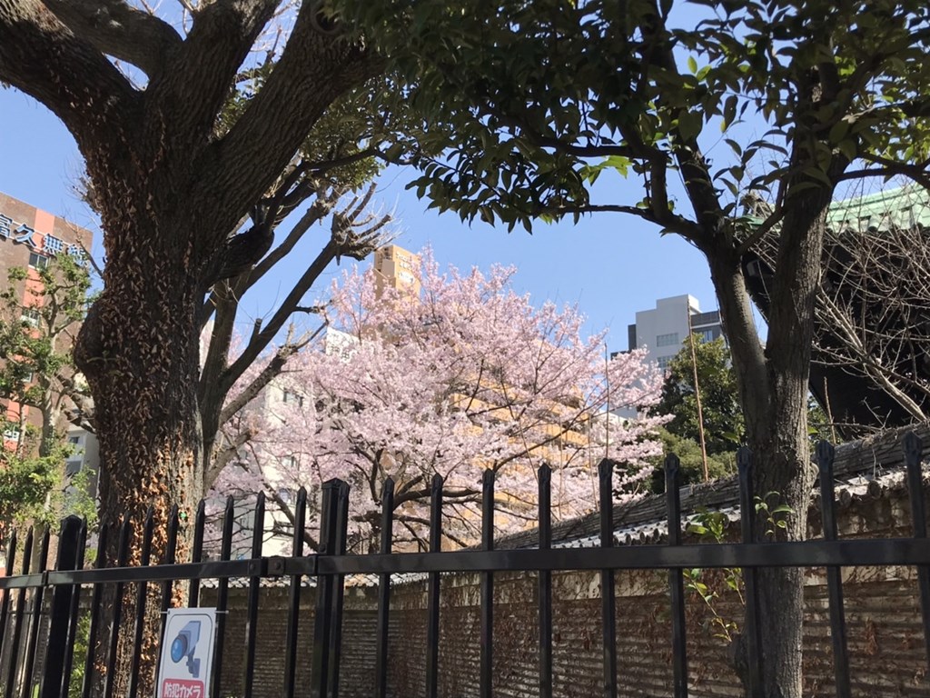 sakura2023_08