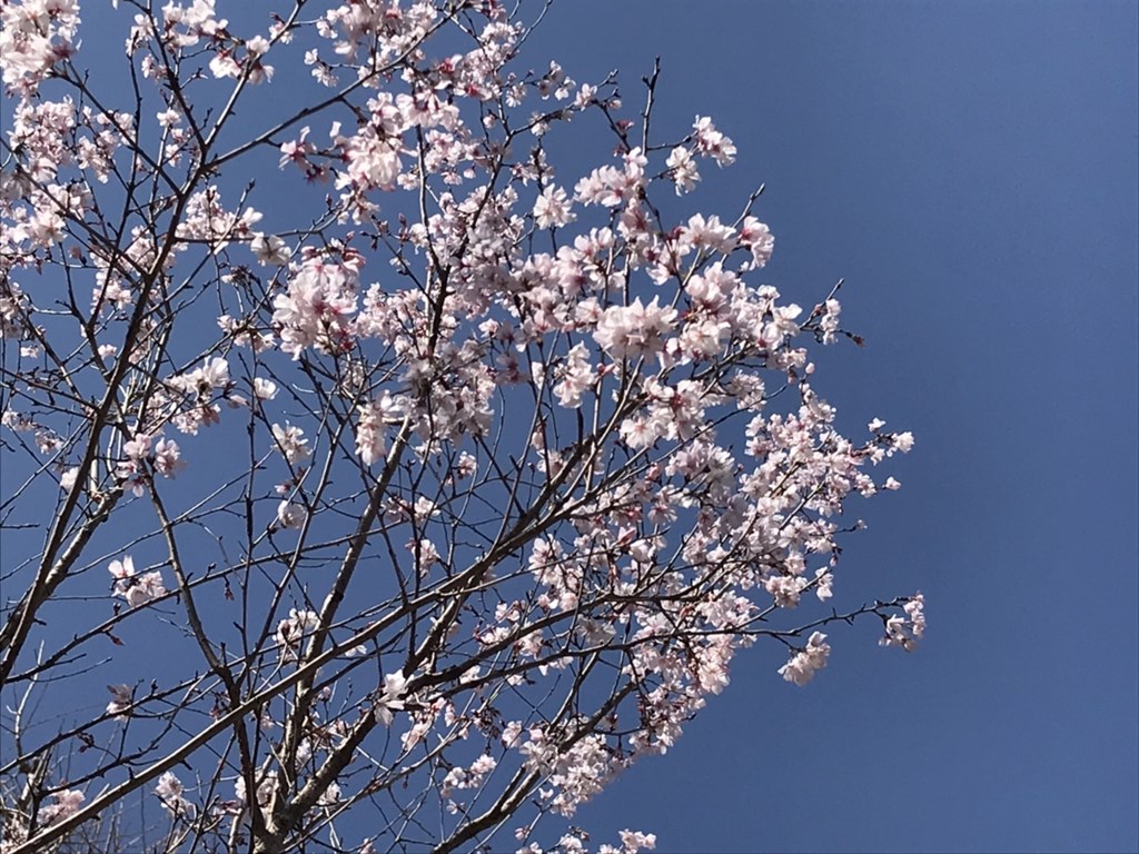 sakura2023_09