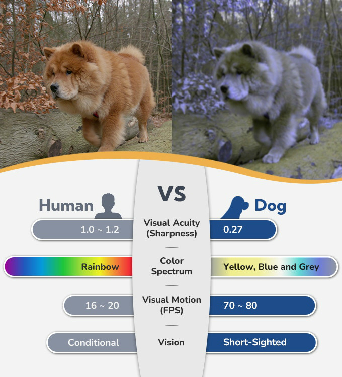 DOGSPLAY_04