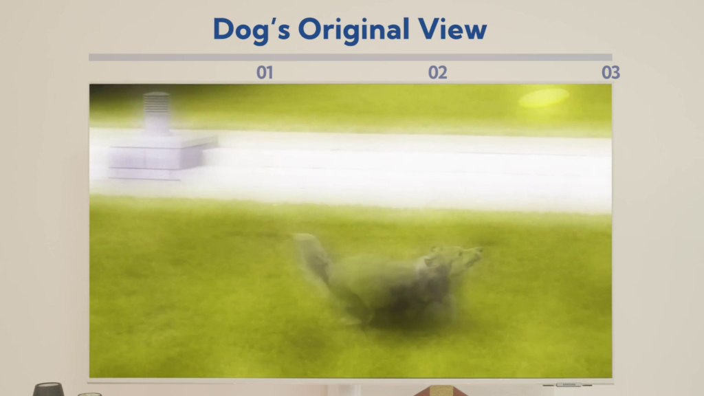 DOGSPLAY_05