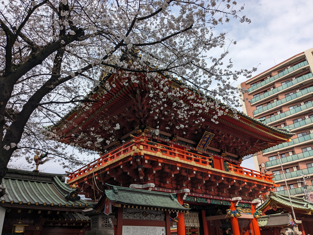sakura_akihabara2024_03