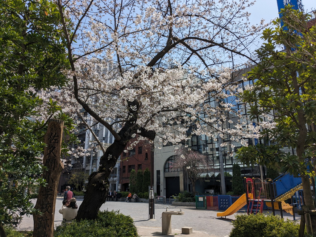 sakura_akihabara2024_04