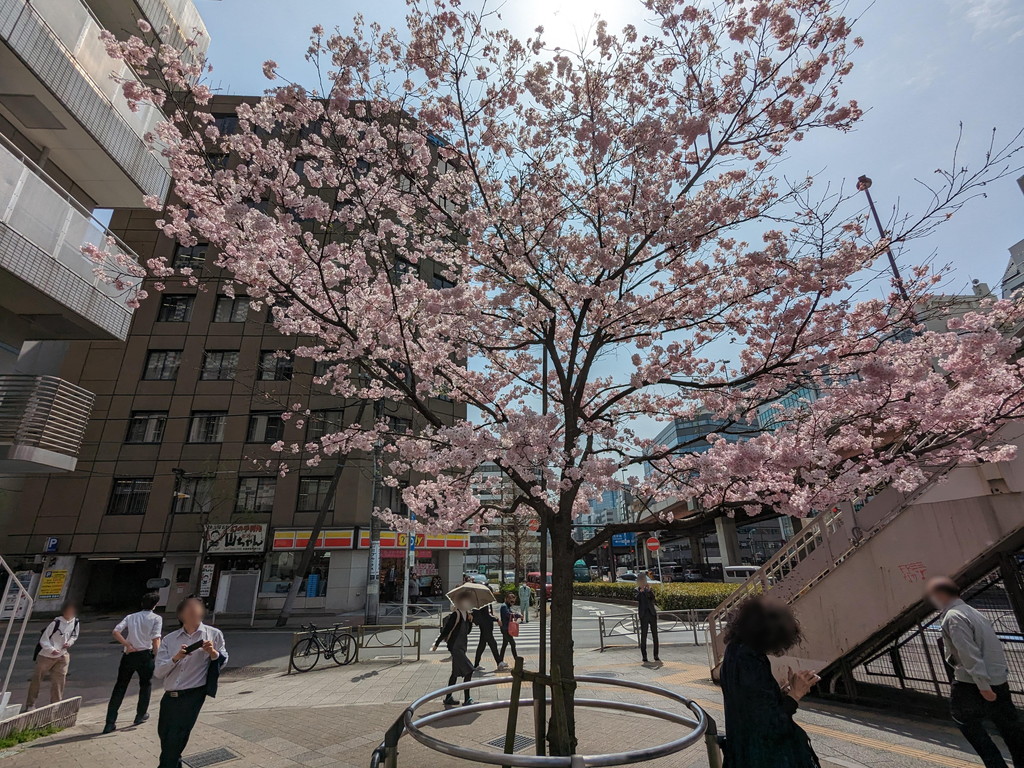 sakura_akihabara2024_05